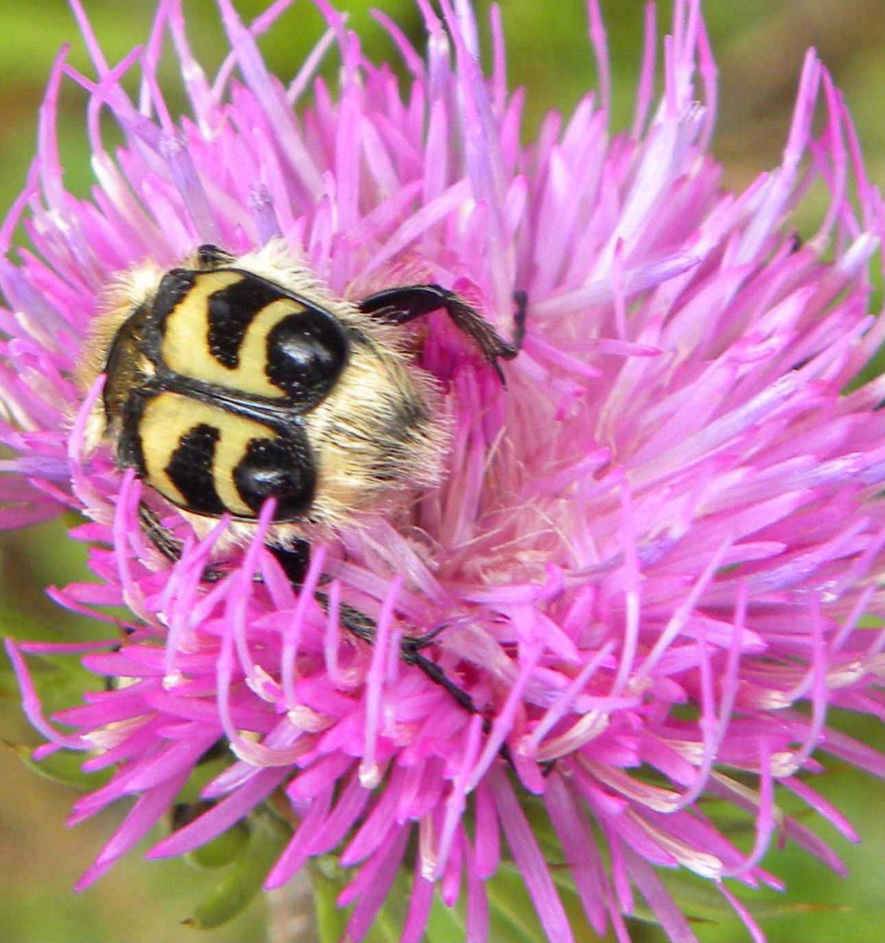 Trichius fasciatus